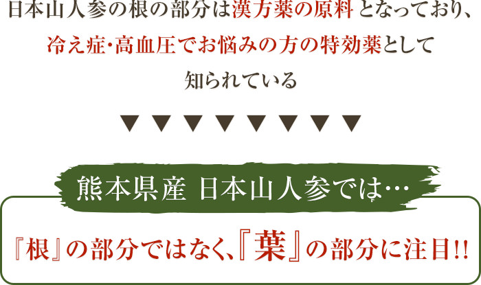 熊本県産 日本山人参では… 『根』の部分ではなく、『葉』の部分に注目!!